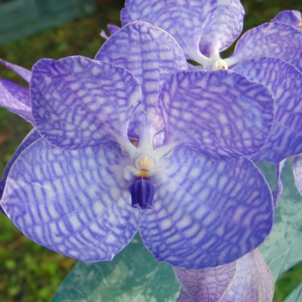 Meet your Posher, Glenda